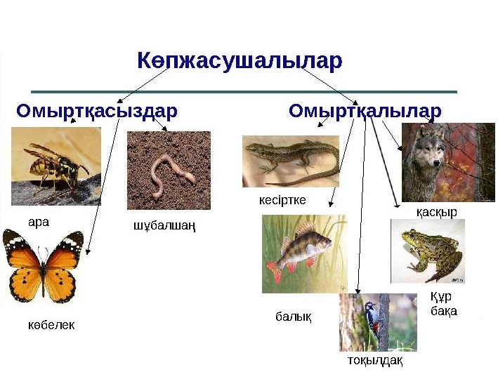 Тірі ағзалардың сипаттары