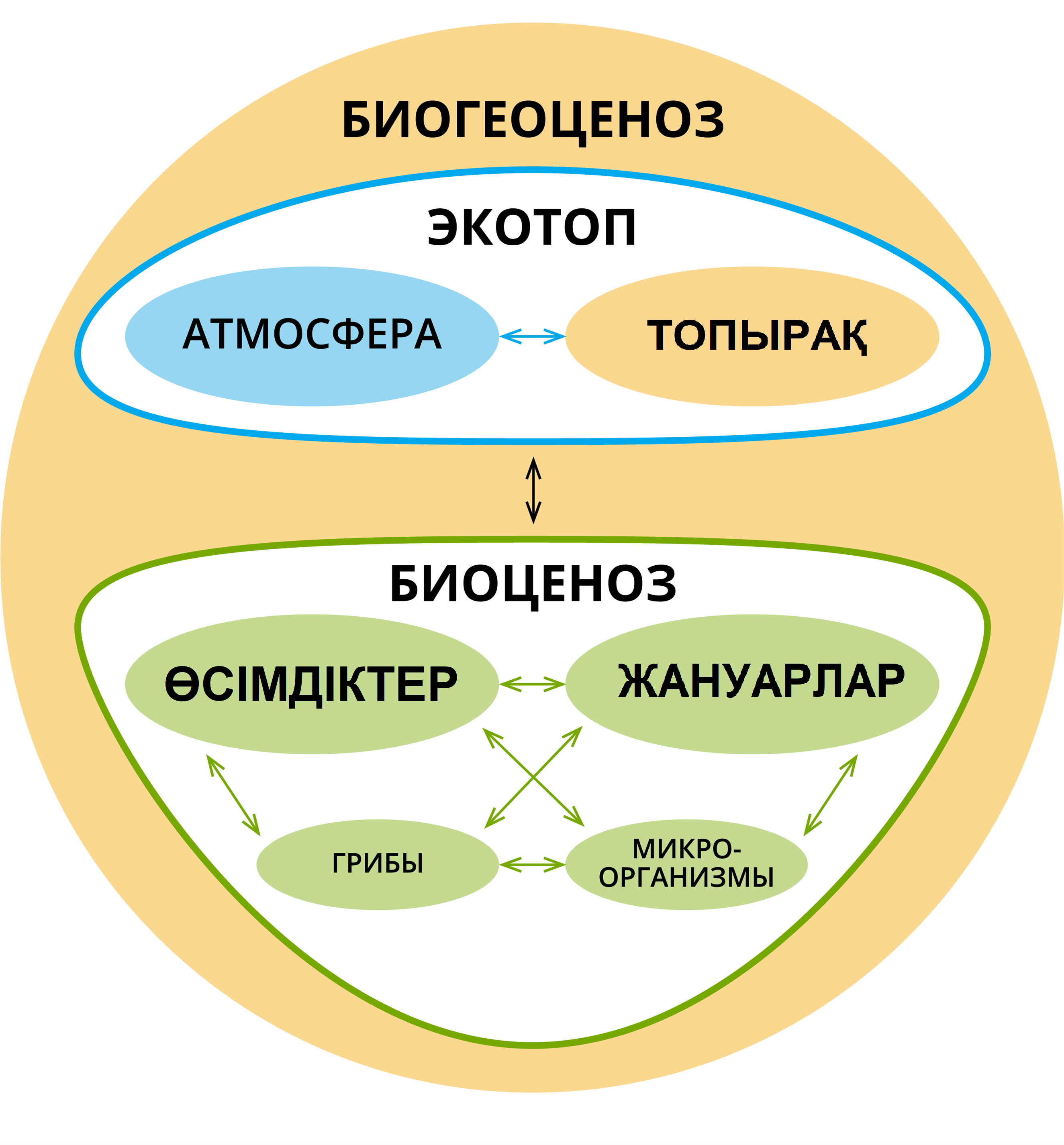 Өсімдік пен жануар жасушасының айырмашылығы