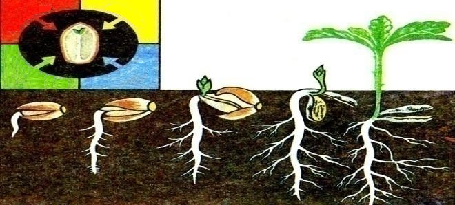 Тіршілік ортасы бойынша ағзалар